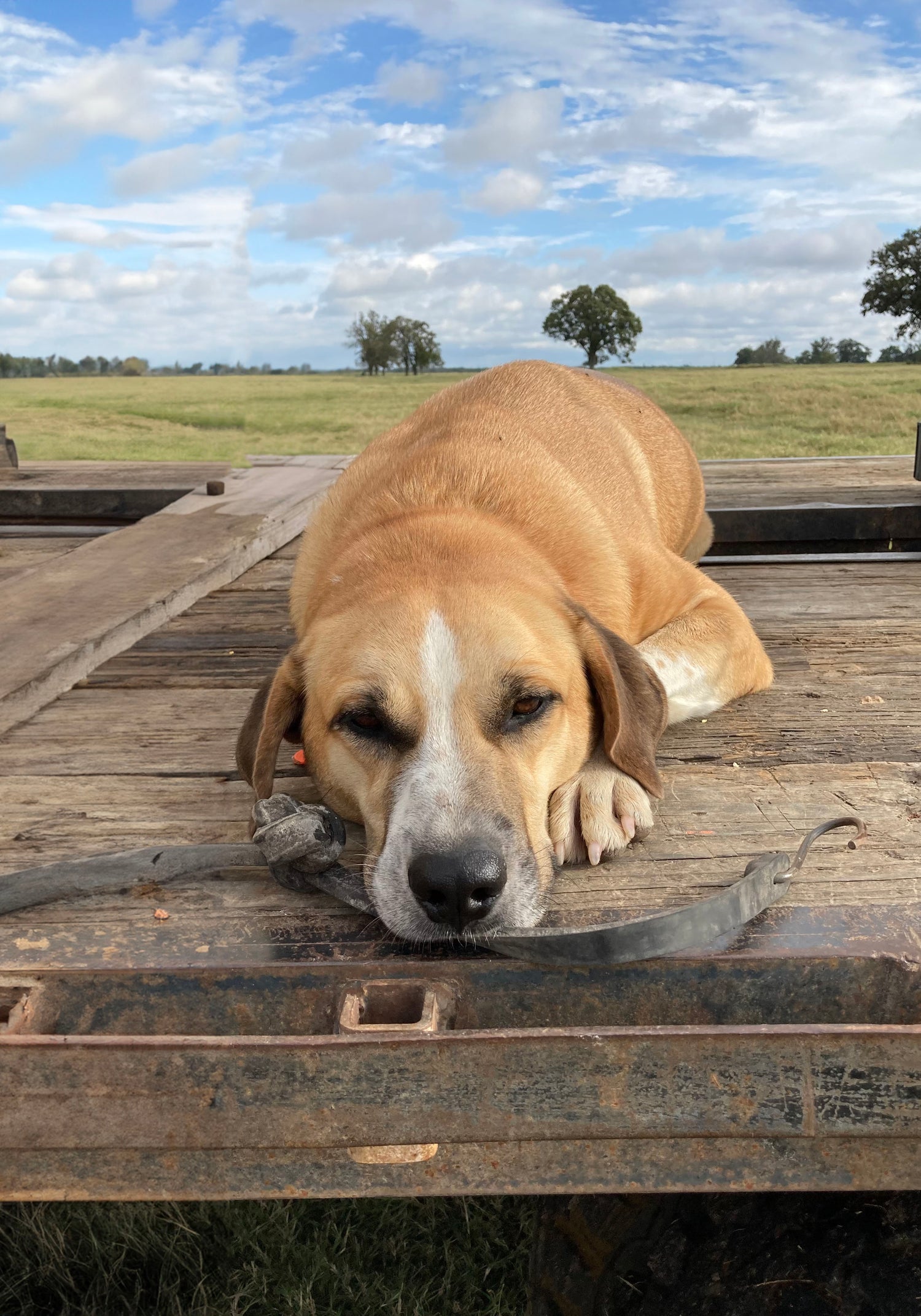 Tan dog on a wooden platform in a field