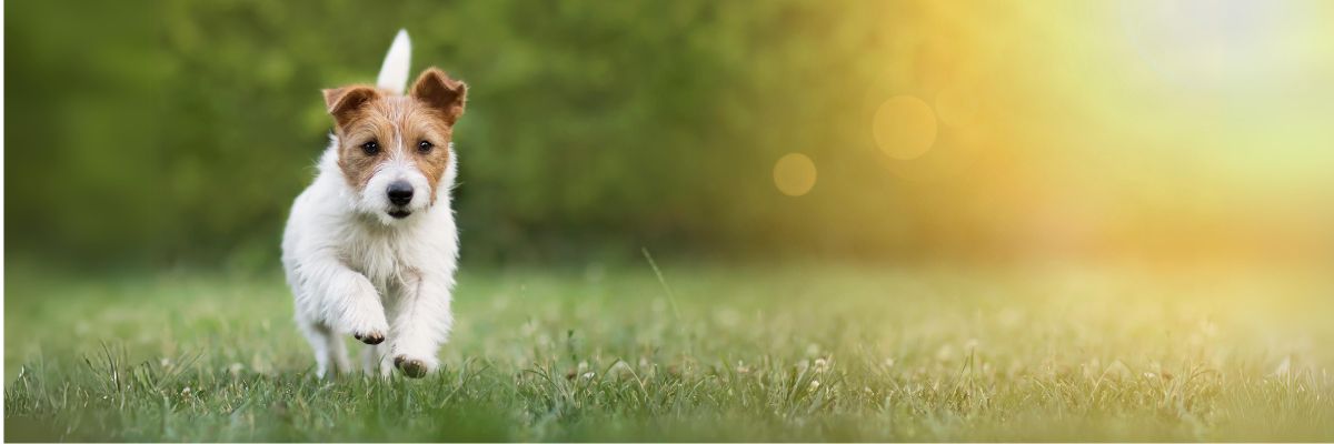 White terrier dog with Brown face running in the green grass